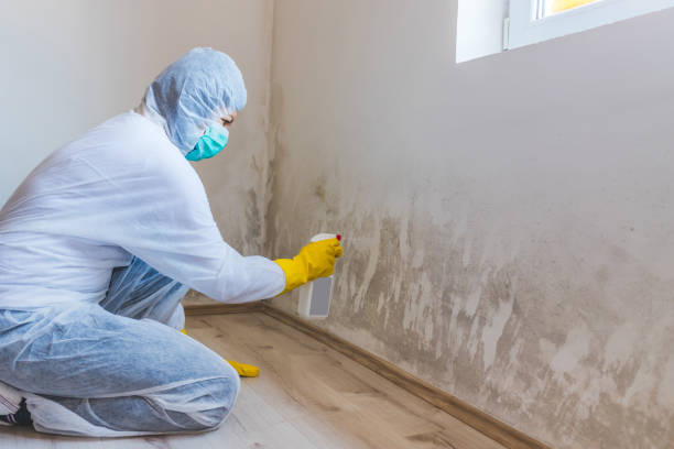 Licensed Mold Testing service in Roanoke, IL - WQB Mold Removal