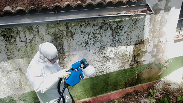 Top rated local Mold Testing specialists in Roanoke, IL